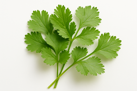 coriander leaves