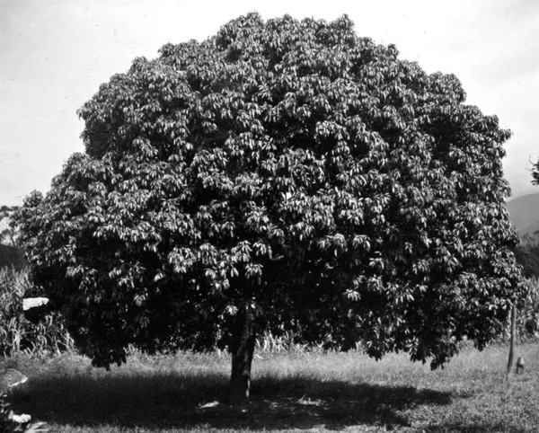 Fruit orchard landscape