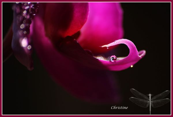 Rose petals and a small bottle